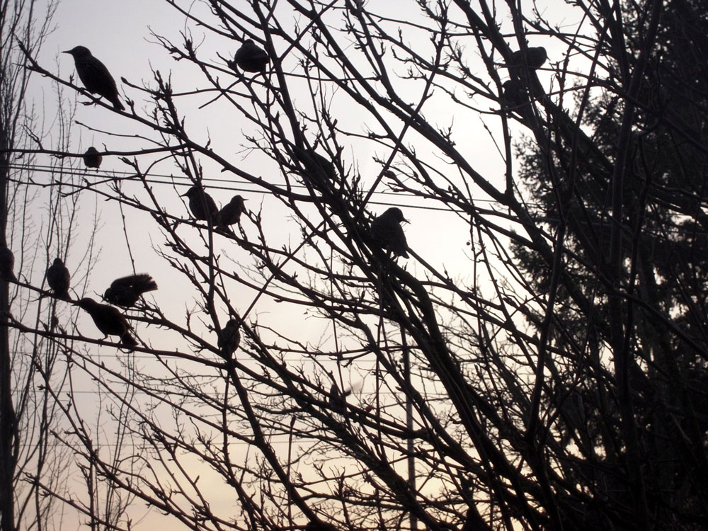 crows in the trees