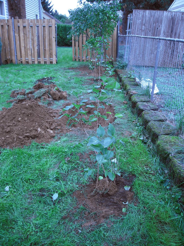 baby lilacs