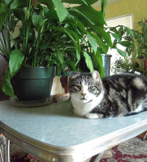 kitty with plant