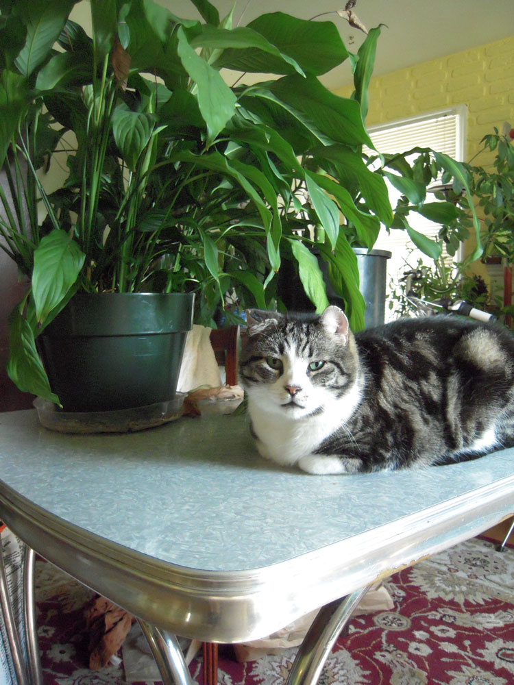 kitty with plant