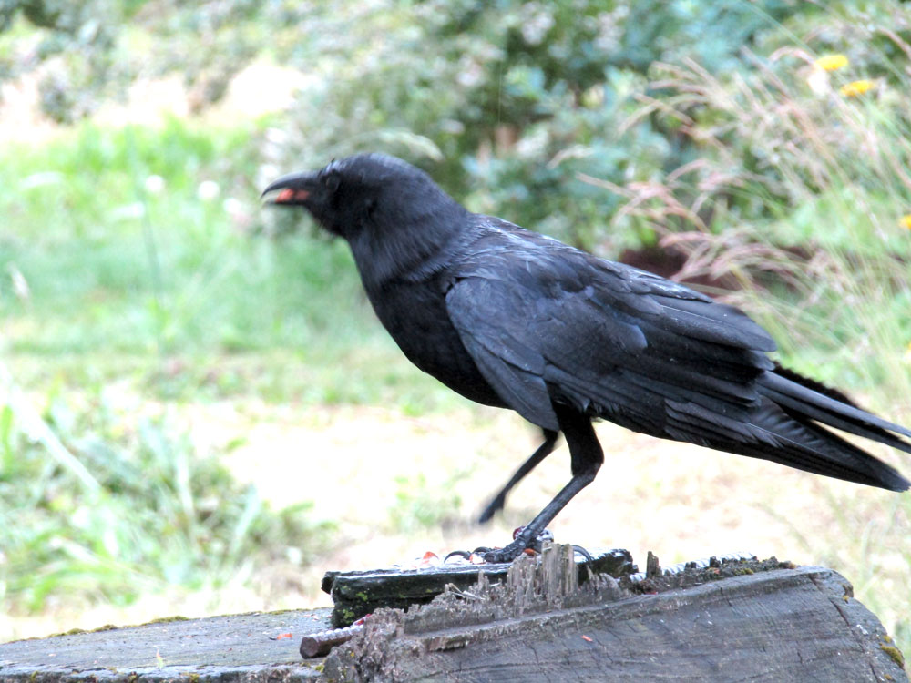 Crow on a stump eating