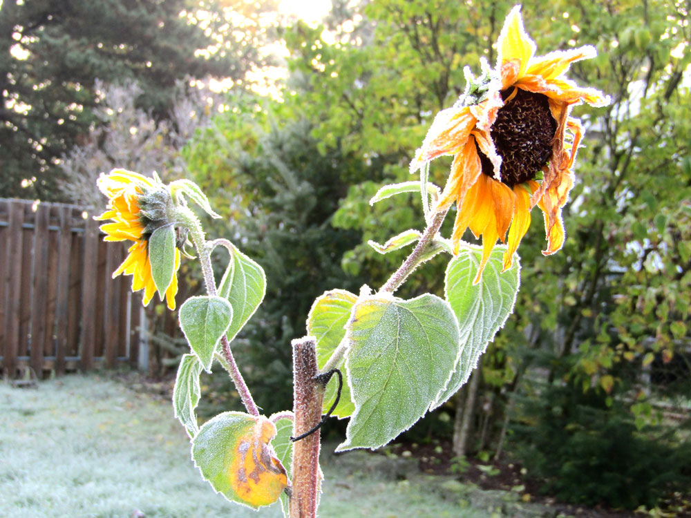 frozen sunflowers