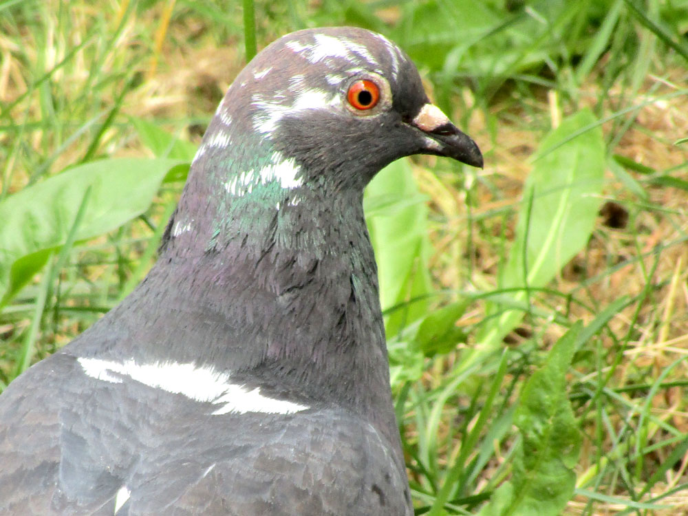 random pigeon