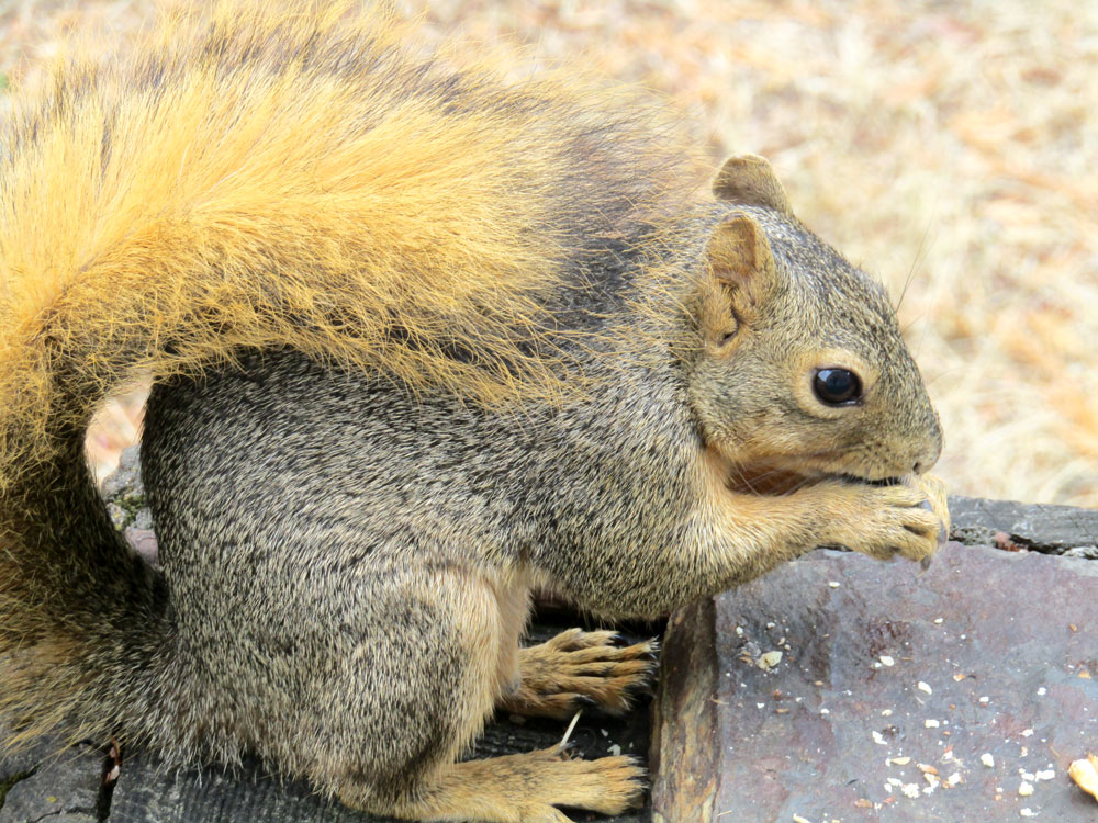 Squirrel eating nuts