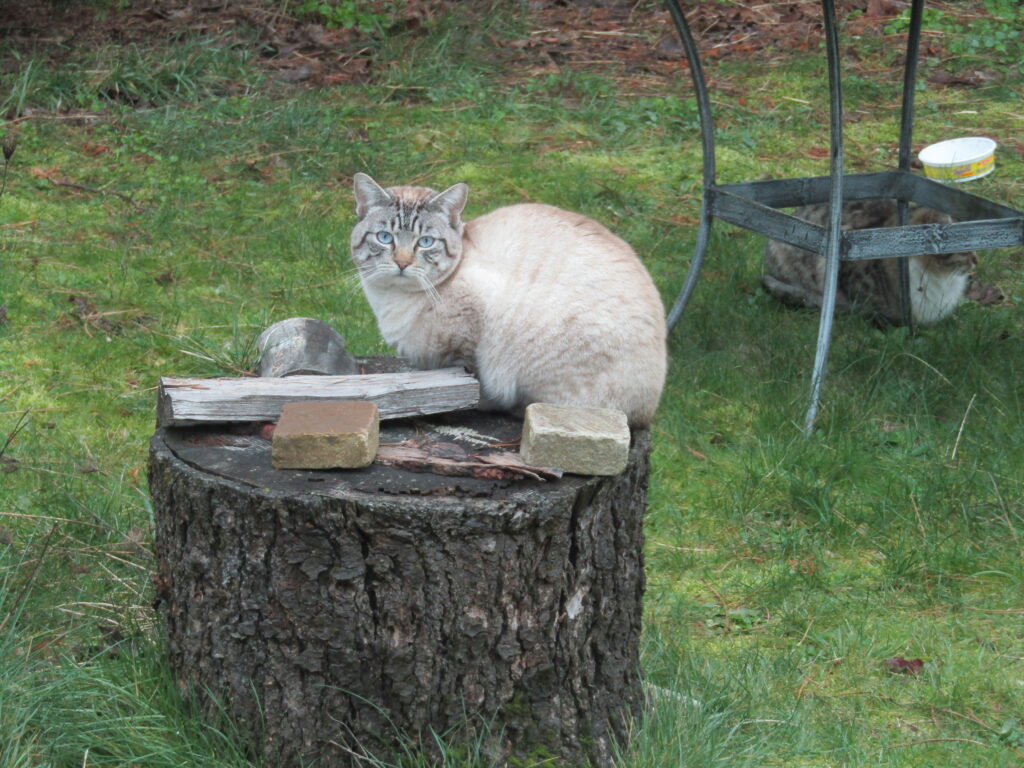 Kitty sitting on a stump outside